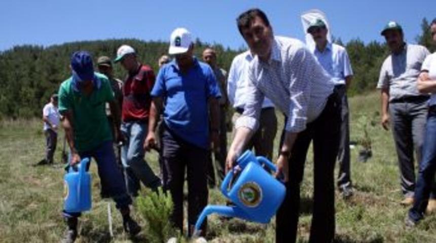 Bursalı Gazeteciler Ağa&ccedil; Dikti