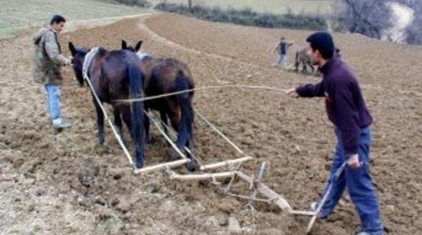 Ordu'da Karasaban Hala G&ouml;zde