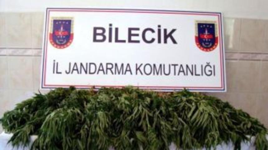Bilecik Jandarmasından Kenevir Operasyonu