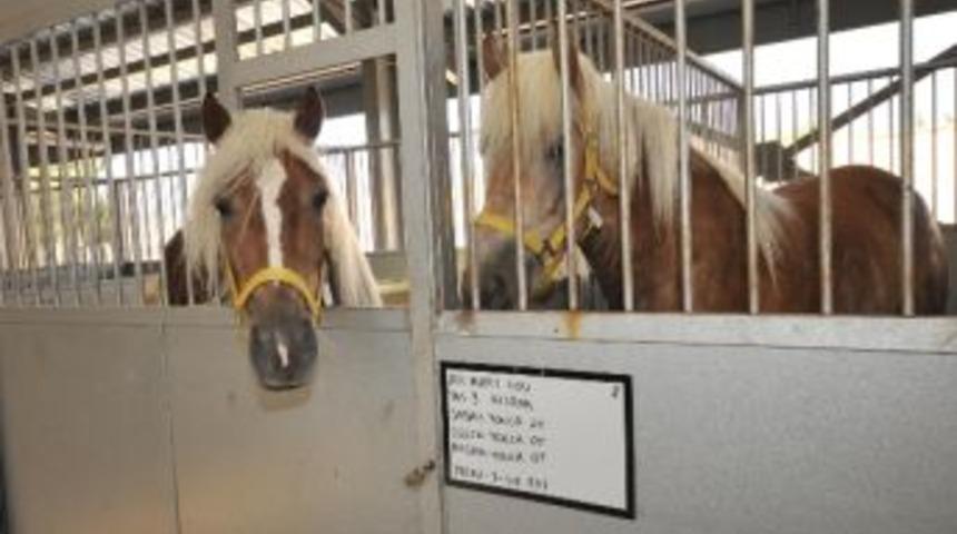 İzmir&rsquo;in Faytonları Yenilendi