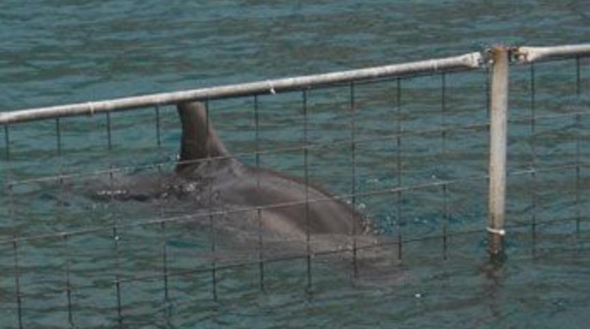Tutsak yunuslara sağlık kontrol&uuml; talebi