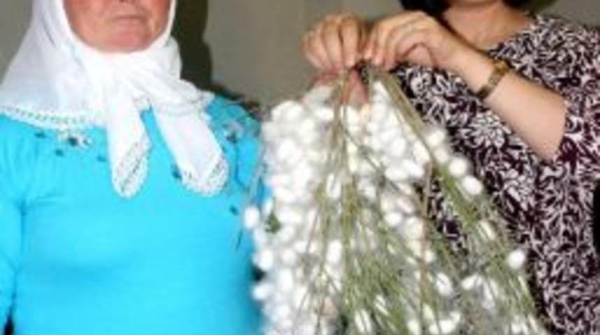 Yaş Koza Alımları Başladı