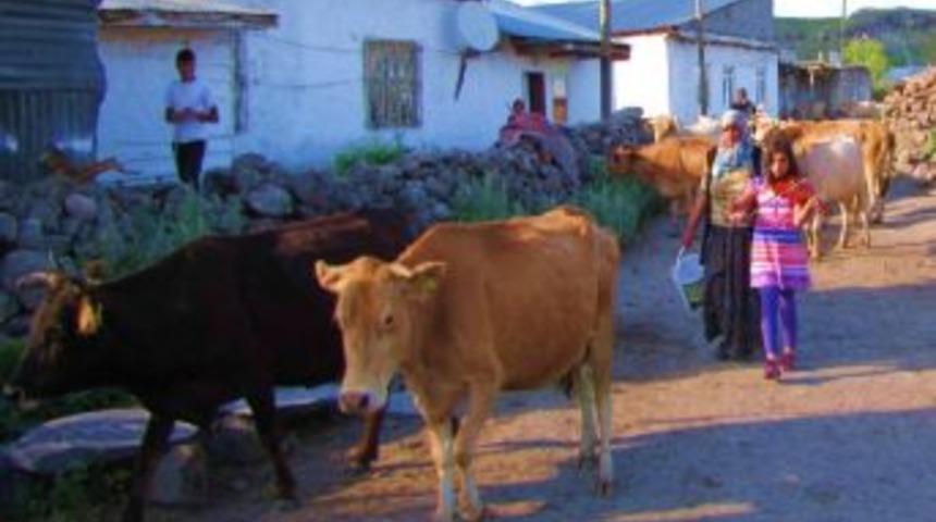 Keman Dinletisi İneklerin S&uuml;t&uuml;n&uuml; Artırdı