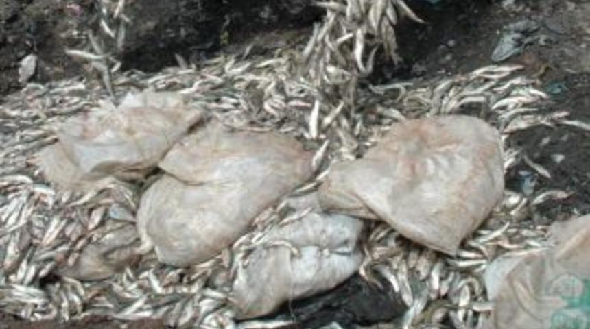 Van'da Ka&ccedil;ak Avlanmış 14 Bin 220 Kilo Balık Ele Ge&ccedil;irildi