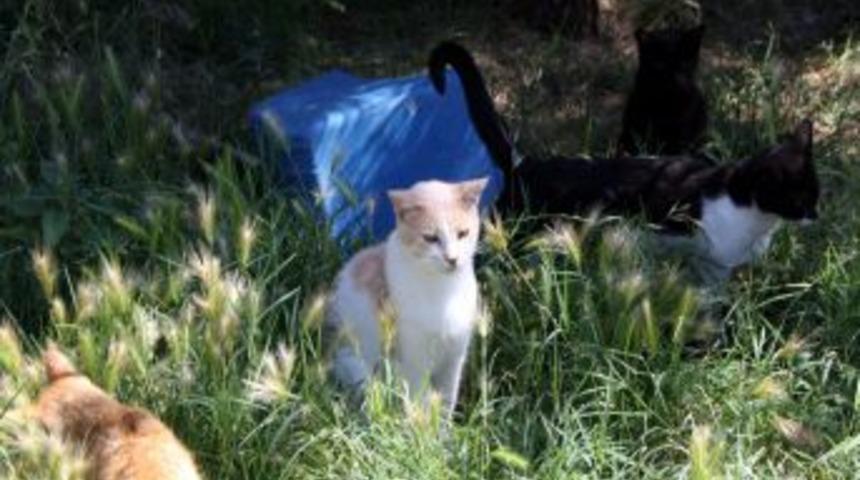 Farelerle Baş Edemeyen Belediye &lsquo;Kedi Timi&rsquo; Kurdu