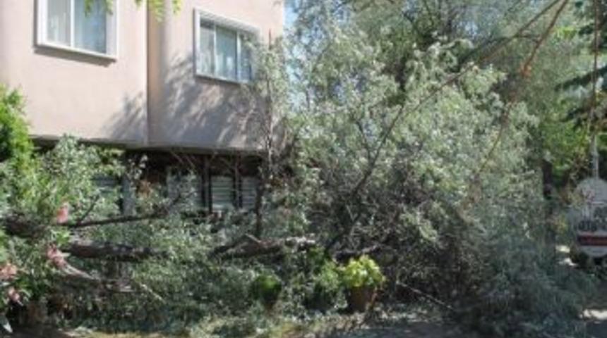 30 Yıllık Ağa&ccedil; R&uuml;zgara Yenildi