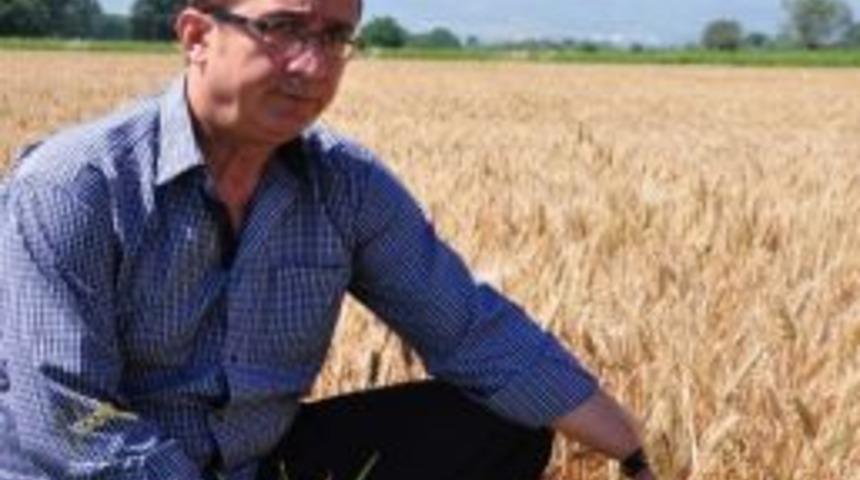 Buğday Taban Fiyatı Çiftçileri Sevindirmedi