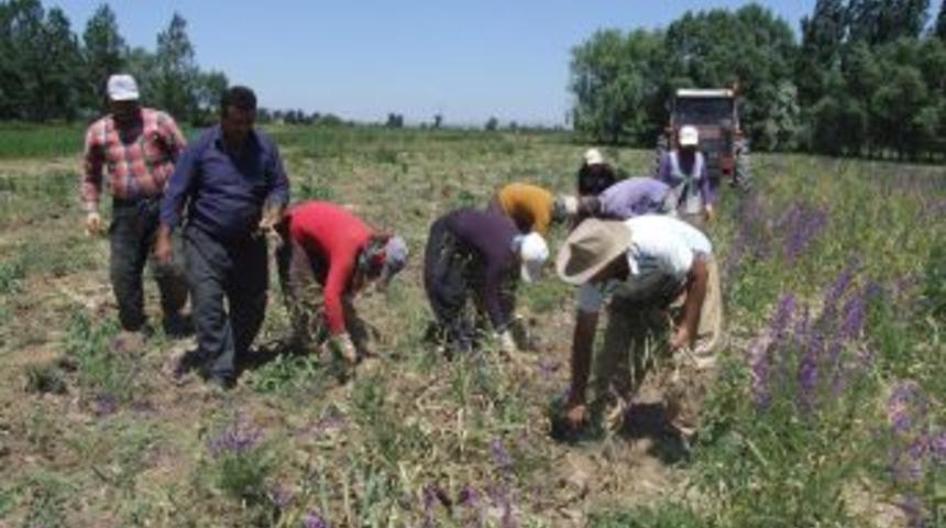 Yozgat&rsquo;ta Sarımsak Hasadı Başladı