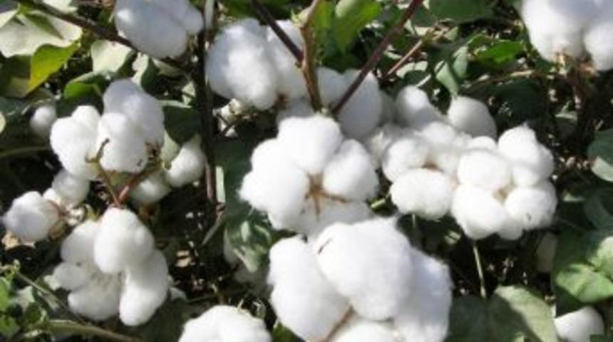 Aydın Ziraat Odası&rsquo;ndan &Uuml;reticilere Uyarı