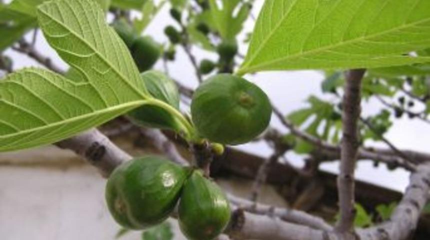 İleklemede Plastik File Kullanılmalı