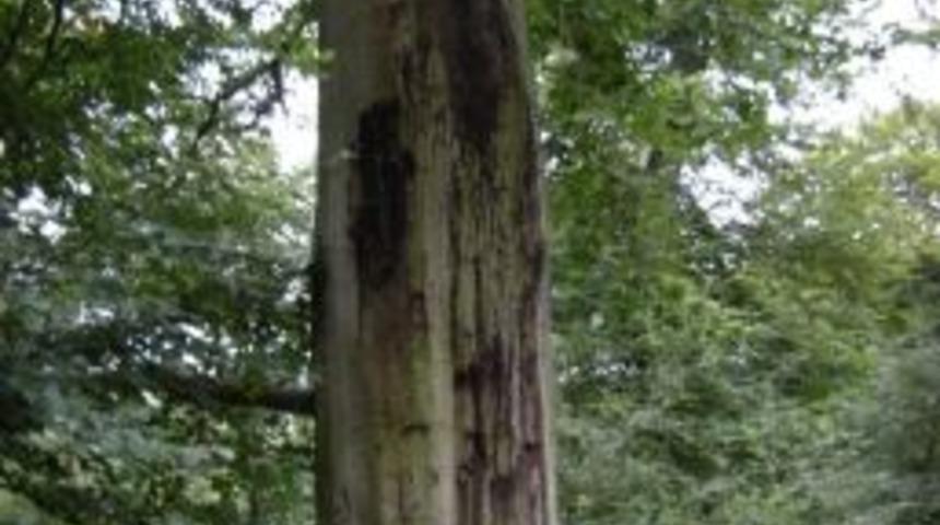 Fungal Hastalığı Ormanları Tehdit Ediyor