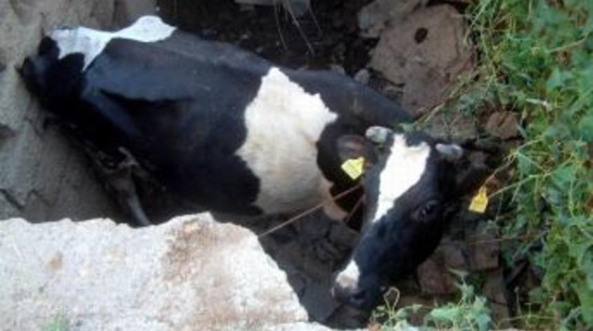 Burhaniye&rsquo;de İnek Kurtarma Operasyonu