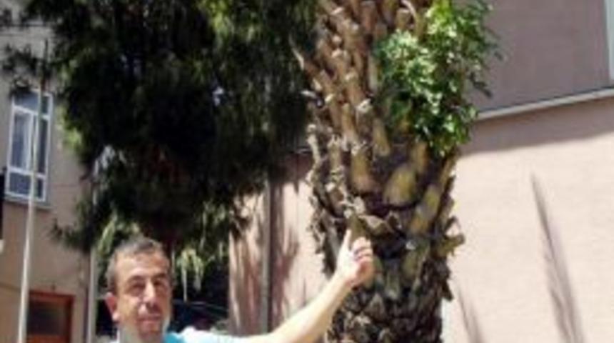 Ayvalık&rsquo;ta Palmiye Ağacı İncir A&ccedil;tı