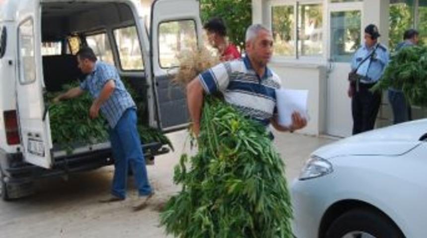 Kozan&rsquo;da 182 K&ouml;k Hint Keneviri Ele Ge&ccedil;irildi