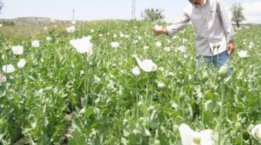 K&uuml;tahya'da Haşhaş Bereketi