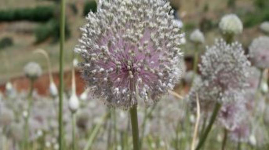 Tuncelili Girişimci Y&ouml;reye Has Dağ Sarımsağına Sahip &Ccedil;ıktı