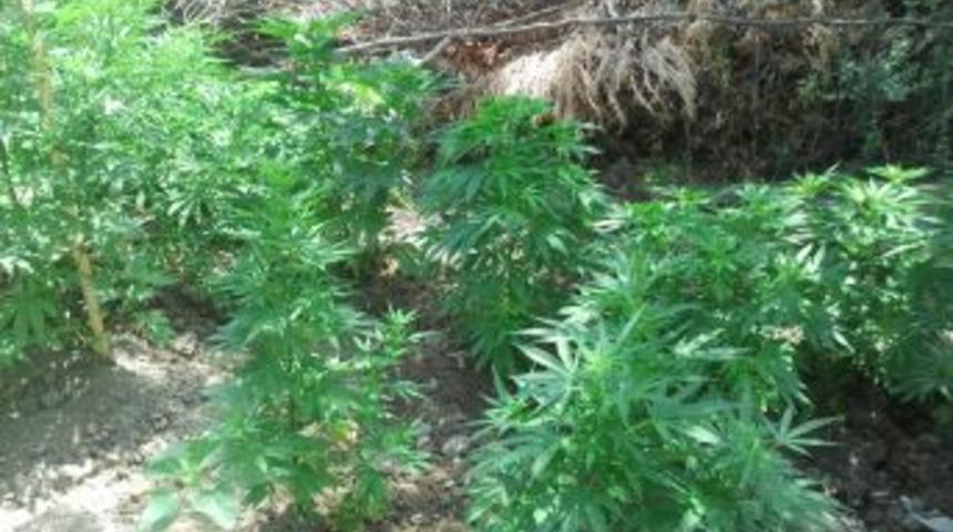 Hatay'da Ele Ge&ccedil;irilen 400 K&ouml;k Kenevir Imha Edildi