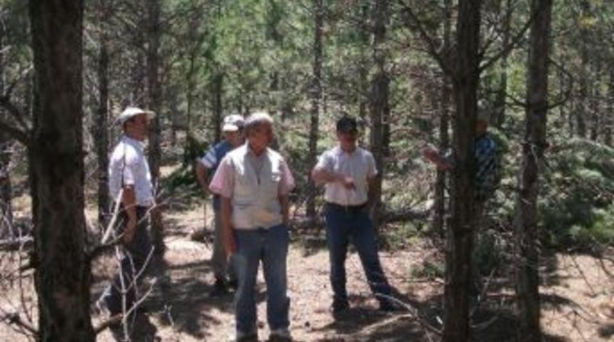 Beyşehir&rsquo;de Meşcere Bakım &Ccedil;alışmalır S&uuml;r&uuml;yor