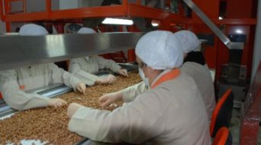 Ordu&rsquo;da Son 3 Yılda Bin 500 Tonu Aşkın Fındık Geri Geldi