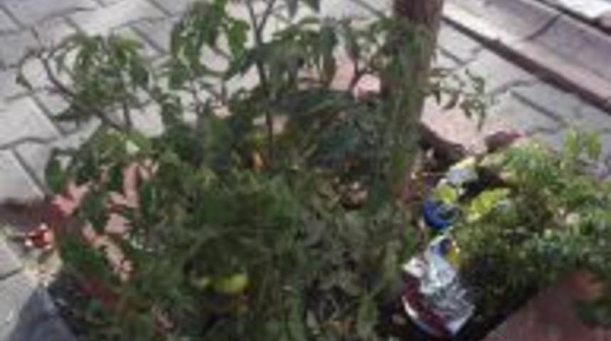 Kaldırımda domates