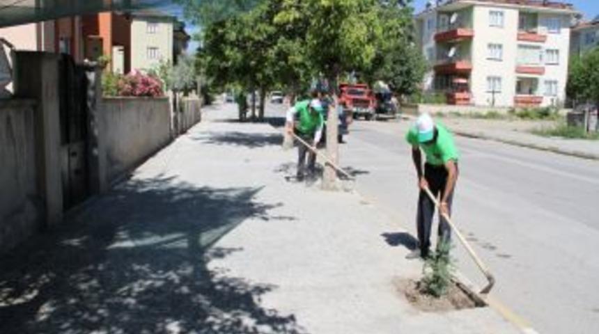 Erzincan Belediyesi Ağa&ccedil;ları Bakıma Aldı