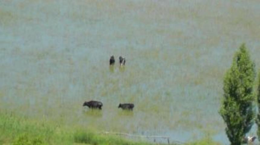 Beyşehir&rsquo;de İnekler Su Altında Kalan Tarlalarda Serinliyor