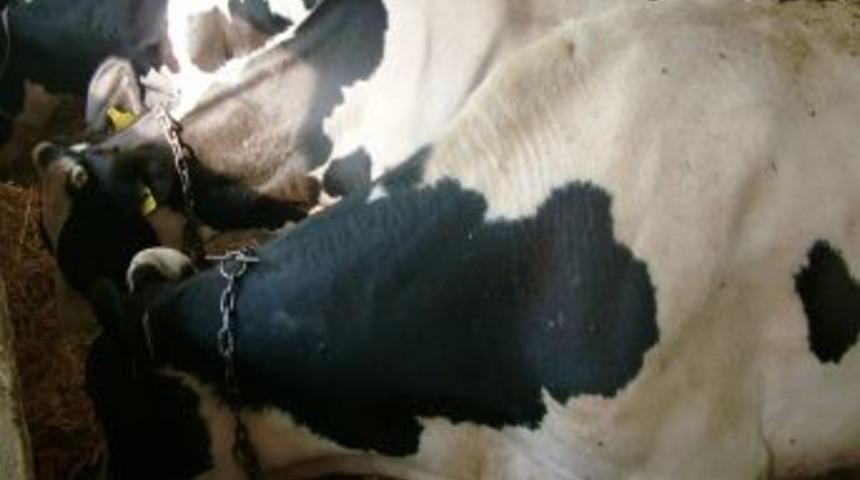 Mağara Besiciliğinden Modern Besiciliğe Ge&ccedil;iliyor