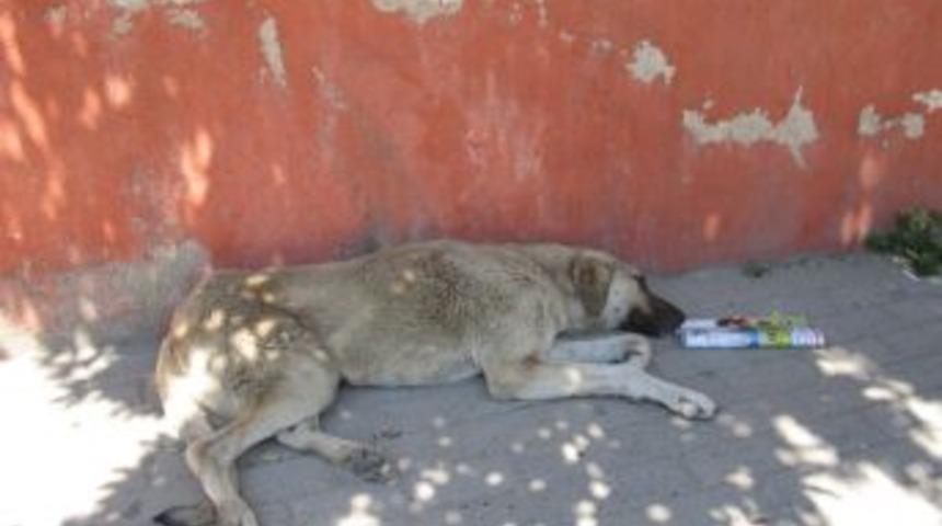 Sıcaklar Hayvanları Da Bunalttı