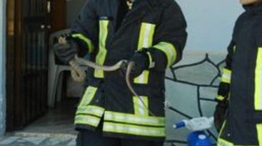 Eve Giren Yılanı İtfaiye Ekibi &Ccedil;ıkardı