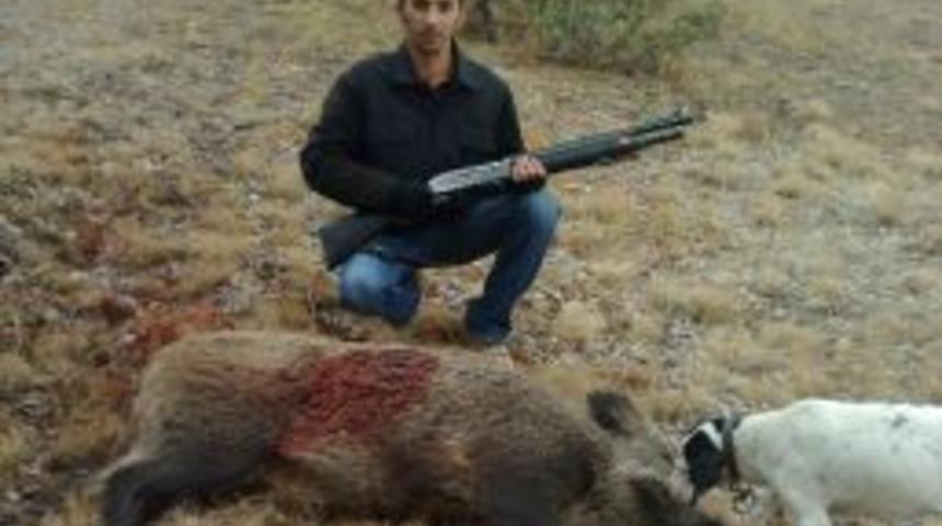 Ordu'da Domuz Vuran Avcılara 15 Bin Fişek &Ouml;d&uuml;l&uuml;