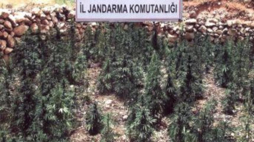 Siirt Jandarması'ndan Uyuşturucu Tacirlerine Darbe