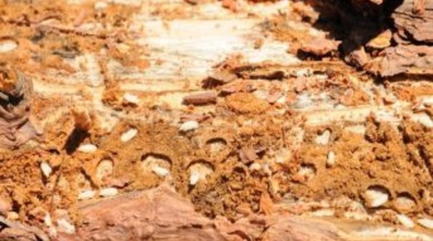 Terminat&ouml;r B&ouml;cekler Ormancıların Yardımcısı