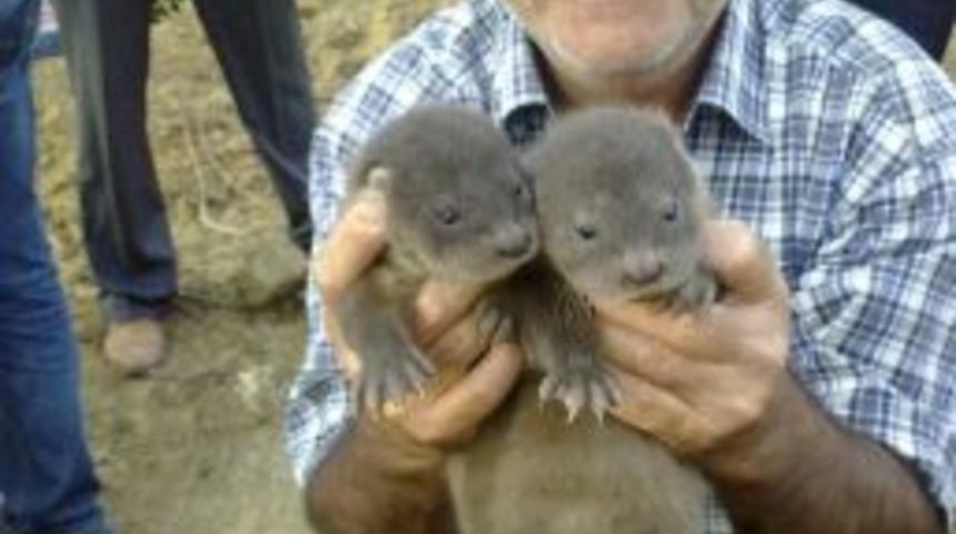 Derede Su Samuru Yavruları Bulundu