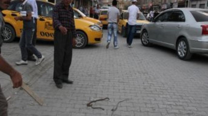 Hakkari&rsquo;de Yılan Korkusu