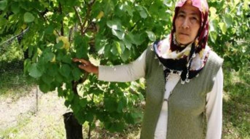 Iğdır&rsquo;da Kayısı Hasat D&ouml;nemi Başladı