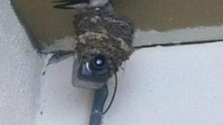 Kuş Yuvasına &lsquo;kamera&rsquo;lı G&uuml;venlik