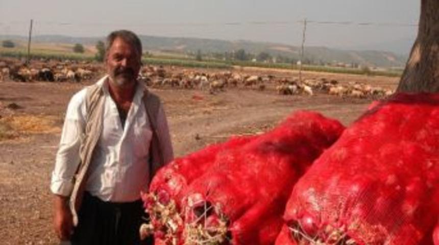 Soğan &Uuml;reticisini &Uuml;zd&uuml;