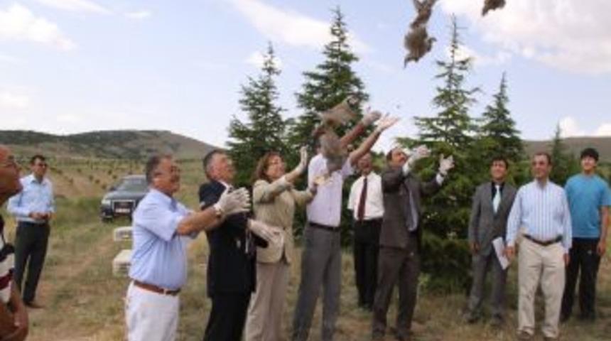 Hırka Dağı&rsquo;na 70 Kınalı Keklik Bırakıldı