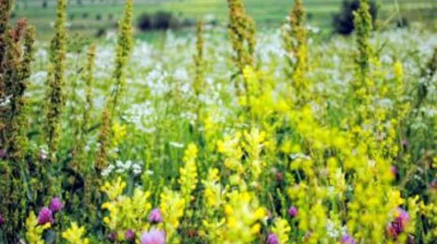 Y&uuml;ksekova Ovası &Ccedil;i&ccedil;eklerle Bezendi