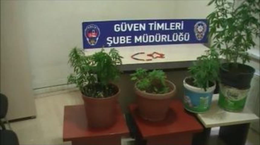 Beyoğlu'nda Hint Keneviri Operasyonu