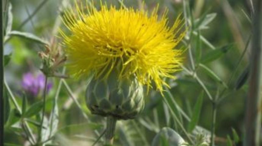 T&uuml;ll&uuml;şah Yok Olma Tehlikesi İle Karşı Karşıya