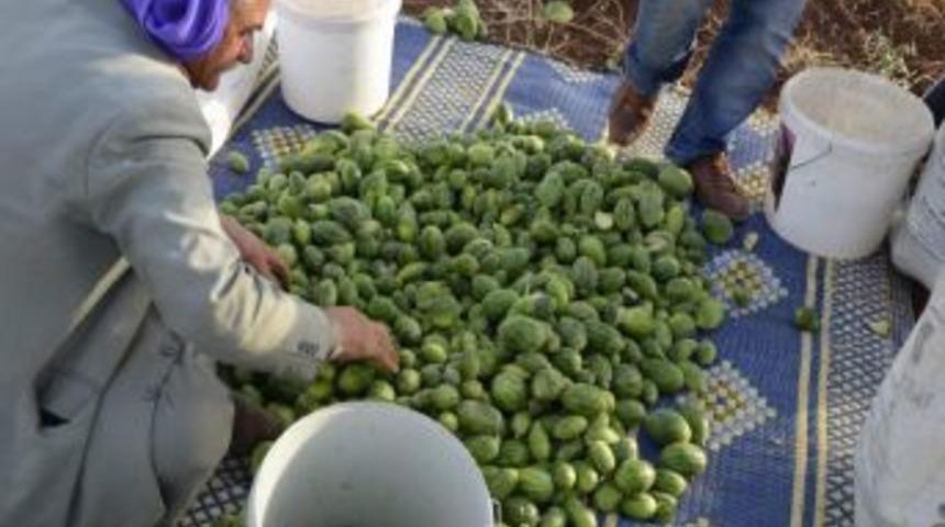 Viranşehir'de Şelengo Yok Satıyor