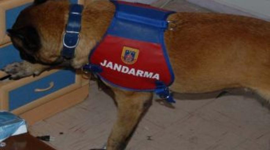 Jandarmadan Uyuşturucu Operasyonu