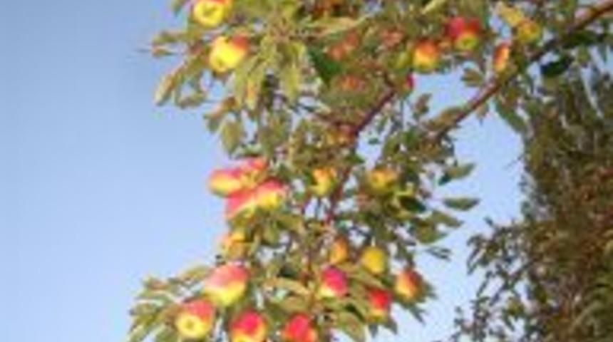 Kağızman elması patent peşinde