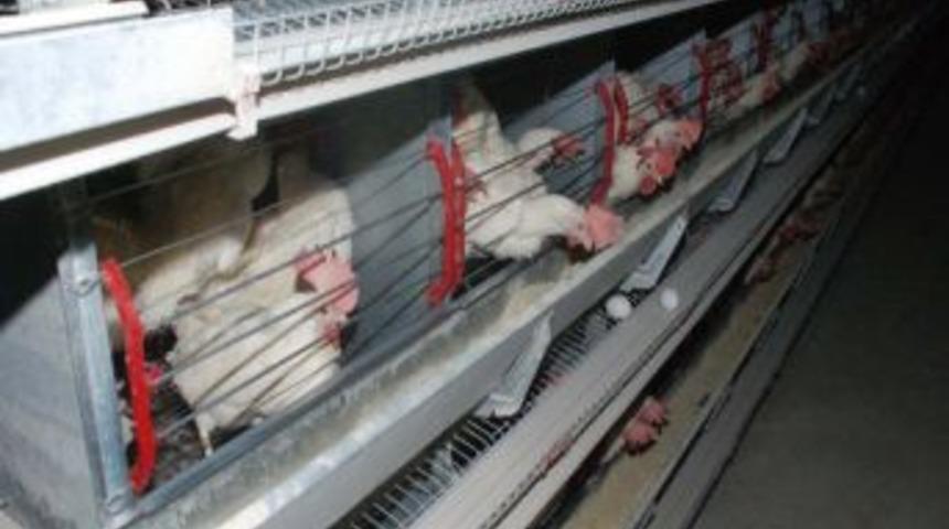 Muş Valisi Tavuk &Ccedil;iftliğinde