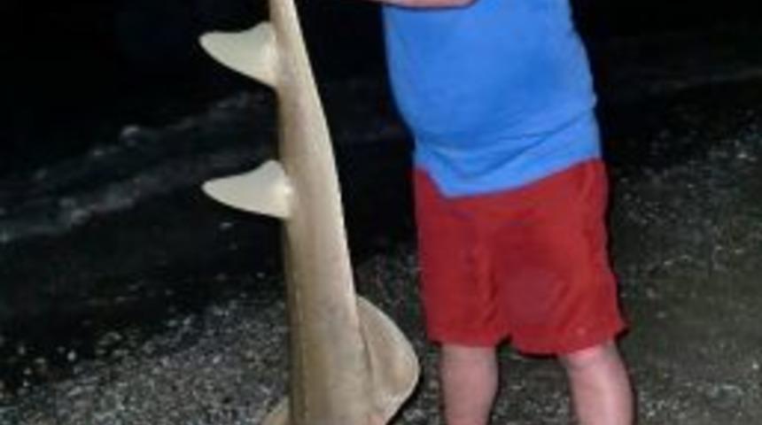 Hollandalı Turiste Vatoz S&uuml;rprizi