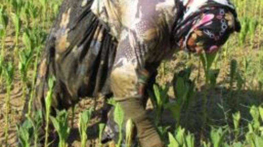 &Ouml;demiş&rsquo;te Son T&uuml;t&uuml;nc&uuml;ler