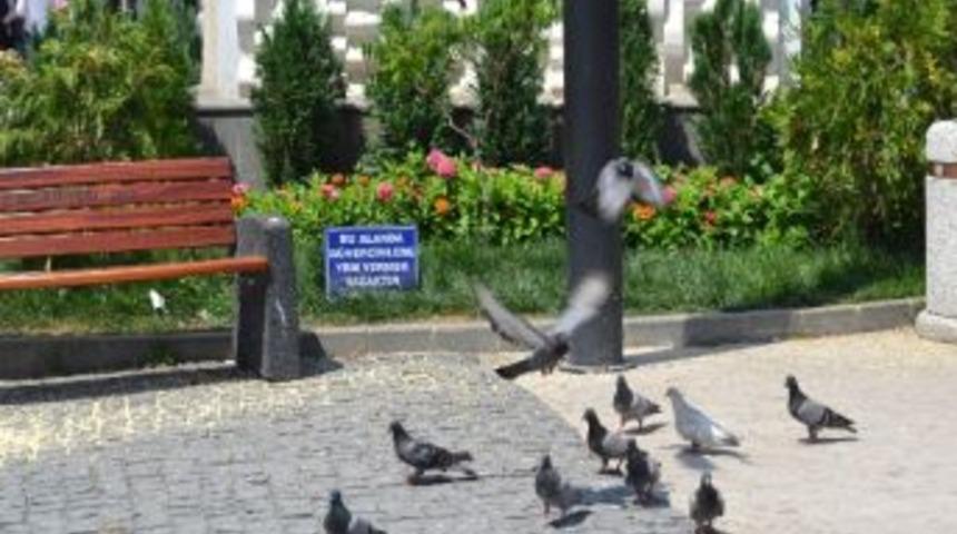 Ordu&rsquo;da G&uuml;vercinlere Yem Yasağı