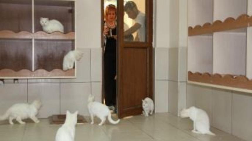 Van Kedi Evi&rsquo;ne B&uuml;y&uuml;k İlgi