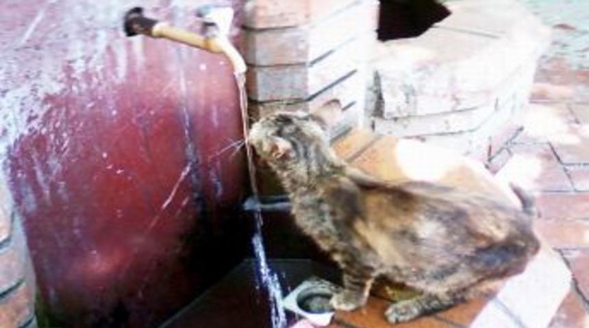 Aşırı Sıcaklar Sokak Hayvanlarını Zorluyor